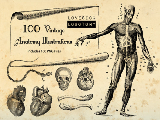 100 Vintage Anatomy Illustrations